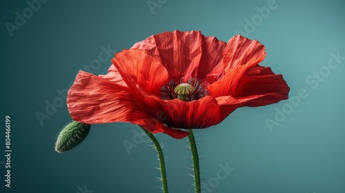 White background with red poppy flower