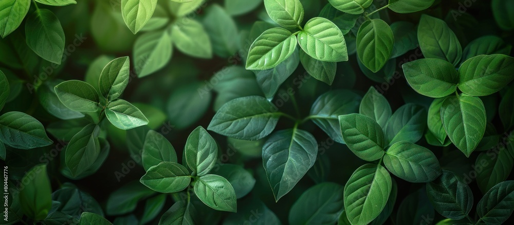 Cluster of Fresh Green Leaves Cluster of Fresh Green Leaves