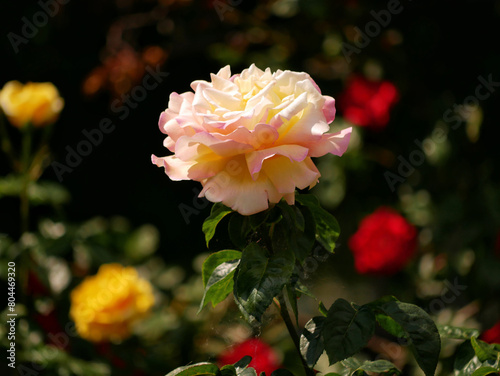 Varietal elite roses bloom in Rosengarten Volksgarten in Vienna. Pink and yellow Floribunda rose flower close up