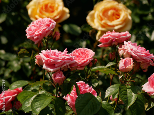 Varietal elite roses bloom in Rosengarten Volksgarten in Vienna. Pink and yellow Floribunda rose flowers