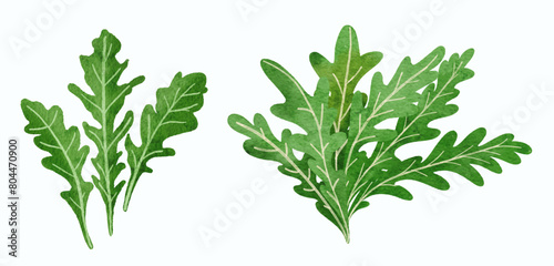 fresh arugula  rocket leaf