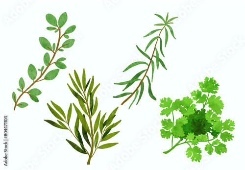 herbs watercolor
