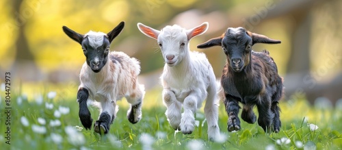 Three Baby Goats Running in Grass photo