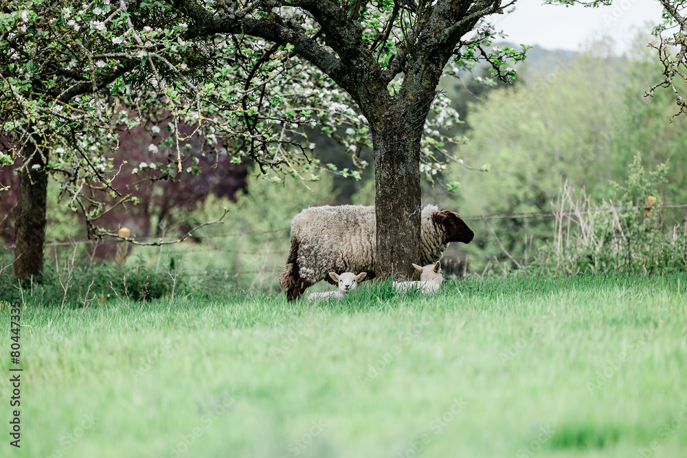 Fototapeta premium Mouton et ses 2 bébés