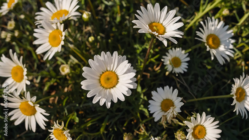 Leucanthemum vulgare  the ox-eye daisy  or oxeye daisy is widely cultivated and available as a perennial flowering ornamental plant for gardens and designed meadow landscapes 