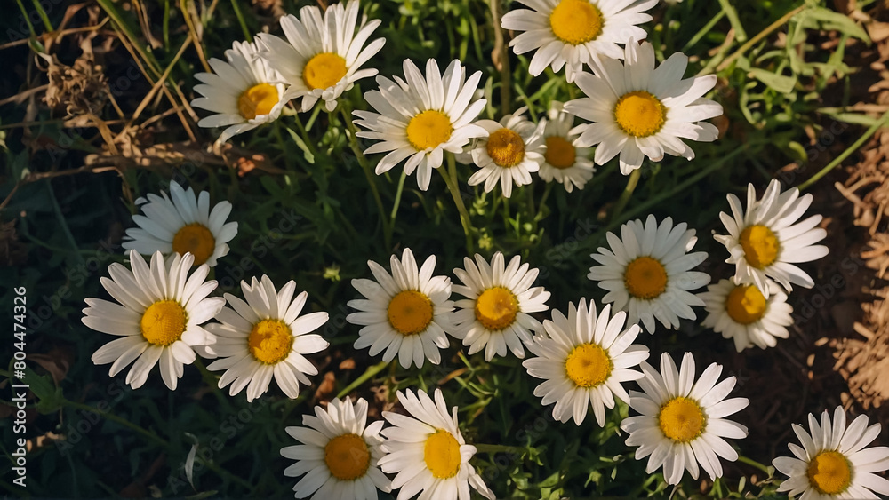 Leucanthemum vulgare, the ox-eye daisy, or oxeye daisy is widely cultivated and available as a perennial flowering ornamental plant for gardens and designed meadow landscapes
Leucanthemum vulgare, the ox-eye daisy, or oxeye daisy is widely cultivated and available as a perennial flowering ornamental plant for gardens and designed meadow landscapes