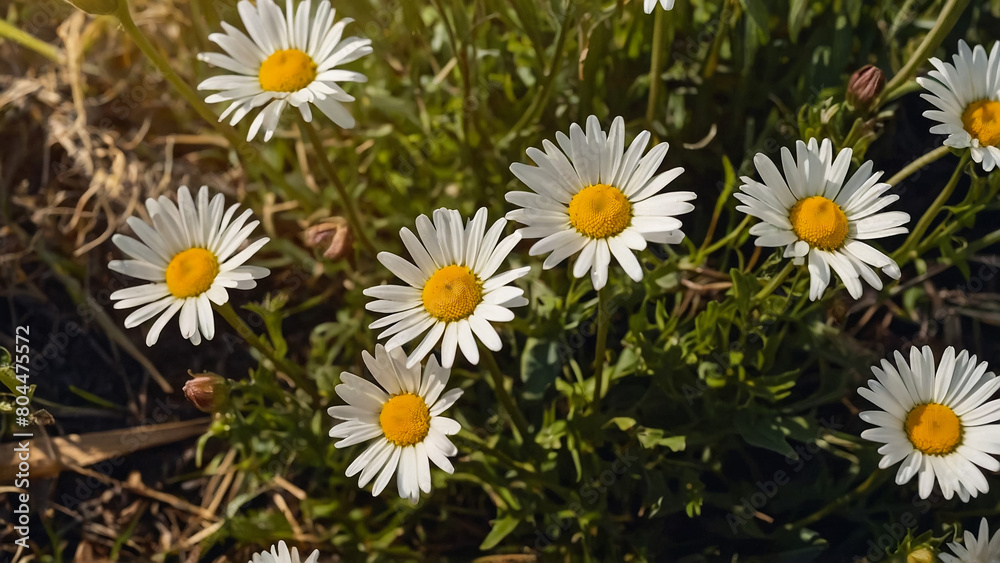 Leucanthemum vulgare, the ox-eye daisy, or oxeye daisy is widely cultivated and available as a perennial flowering ornamental plant for gardens and designed meadow landscapes
Leucanthemum vulgare, the ox-eye daisy, or oxeye daisy is widely cultivated and available as a perennial flowering ornamental plant for gardens and designed meadow landscapes