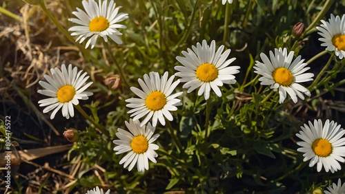 Leucanthemum vulgare  the ox-eye daisy  or oxeye daisy is widely cultivated and available as a perennial flowering ornamental plant for gardens and designed meadow landscapes 