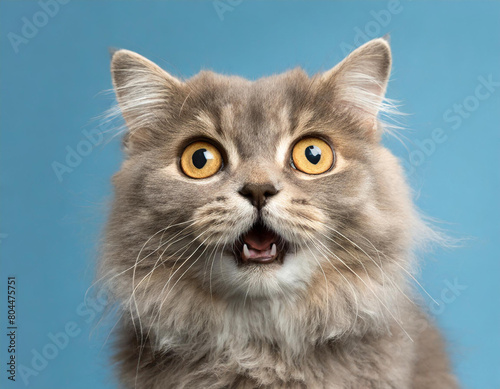 Cat looking surprised, reacting amazed, impressed or scared over solid blue background