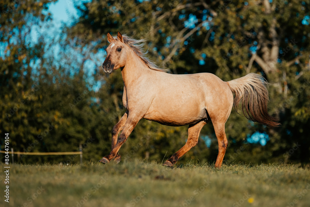 Obraz premium Quarter Horse Herde