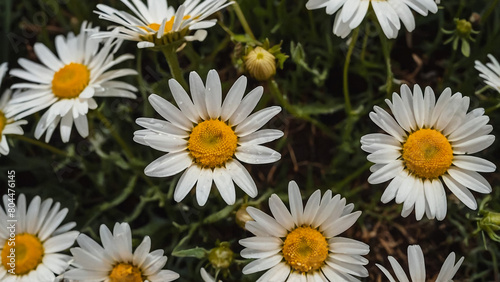 Leucanthemum vulgare  the ox-eye daisy  or oxeye daisy is widely cultivated and available as a perennial flowering ornamental plant for gardens and designed meadow landscapes 