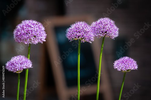 Purple flowers in front of a shop sign