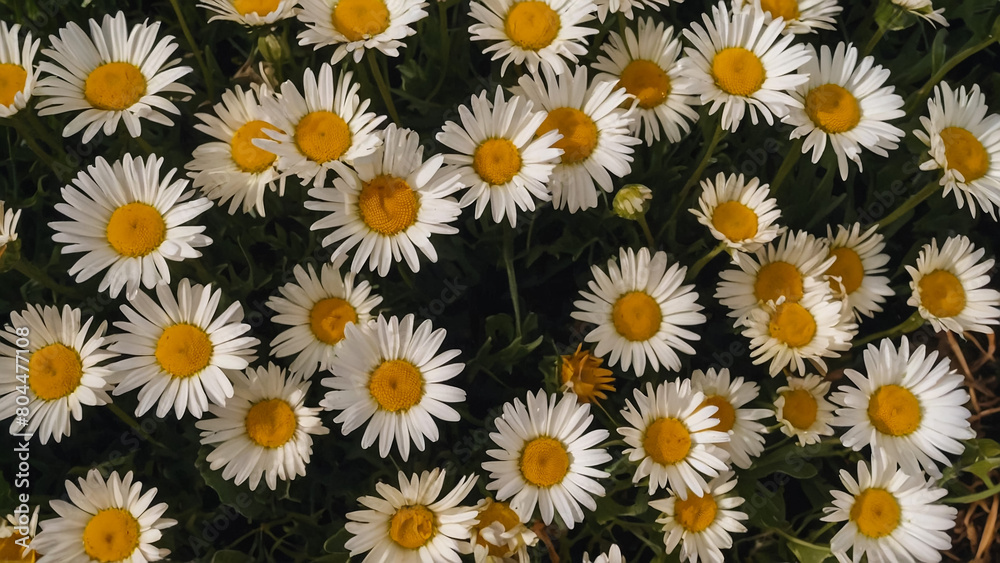 Leucanthemum vulgare, the ox-eye daisy, or oxeye daisy is widely cultivated and available as a perennial flowering ornamental plant for gardens and designed meadow landscapes
Leucanthemum vulgare, the ox-eye daisy, or oxeye daisy is widely cultivated and available as a perennial flowering ornamental plant for gardens and designed meadow landscapes