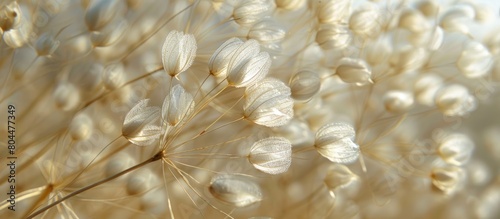 White Flowered Pappus Plant Close-Up photo