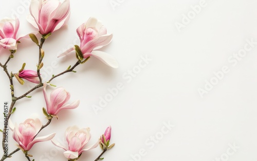 Photo of Magnolia branch with pink flowers on white background  free space for text