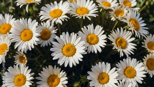 Leucanthemum vulgare  the ox-eye daisy  or oxeye daisy is widely cultivated and available as a perennial flowering ornamental plant for gardens and designed meadow landscapes 