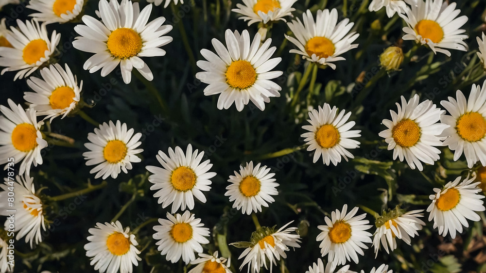 Leucanthemum vulgare, the ox-eye daisy, or oxeye daisy is widely cultivated and available as a perennial flowering ornamental plant for gardens and designed meadow landscapes
