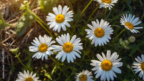 Leucanthemum vulgare  the ox-eye daisy  or oxeye daisy is widely cultivated and available as a perennial flowering ornamental plant for gardens and designed meadow landscapes 