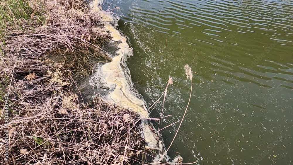 Lake water pollution, close-up. Water pollution by blooming blue-green ...