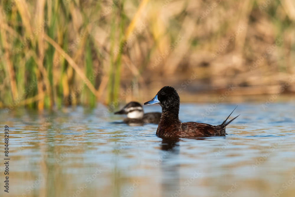 Lake Duck in Pampas Lagoon environment, La Pampa Province, Patagonia , Argentina. Lake Duck in Pampas Lagoon environment, La Pampa Province, Patagonia , Argentina.