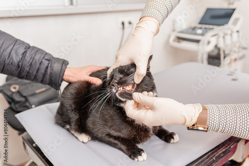 The cat is examined by a veterinarian, the teeth are checked in a veterinary clinic.