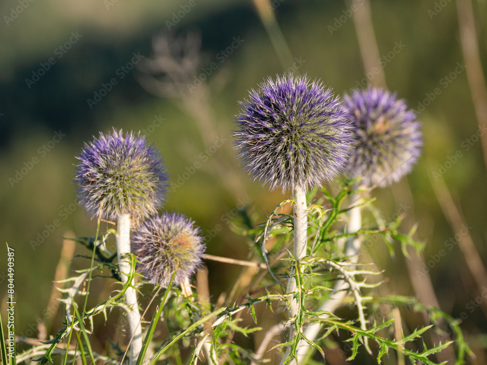 Southern Urals, blooming southern globethistle (Echinops ritro) in the mountains. Southern Urals, blooming southern globethistle (Echinops ritro) in the mountains.