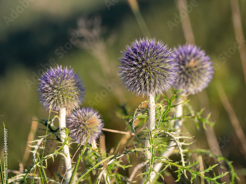 Southern Urals  blooming southern globethistle  Echinops ritro  in the mountains.