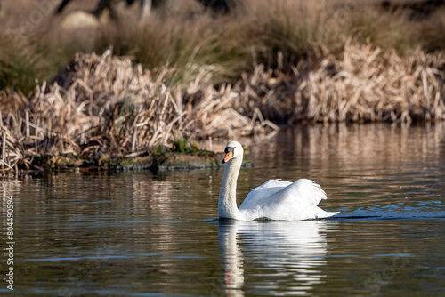 White swan on English pond