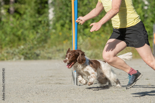 Konstfotografi English Springer Spaniel doing slalom on a dog agility course