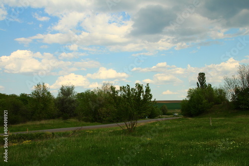 A grassy field with trees and a road