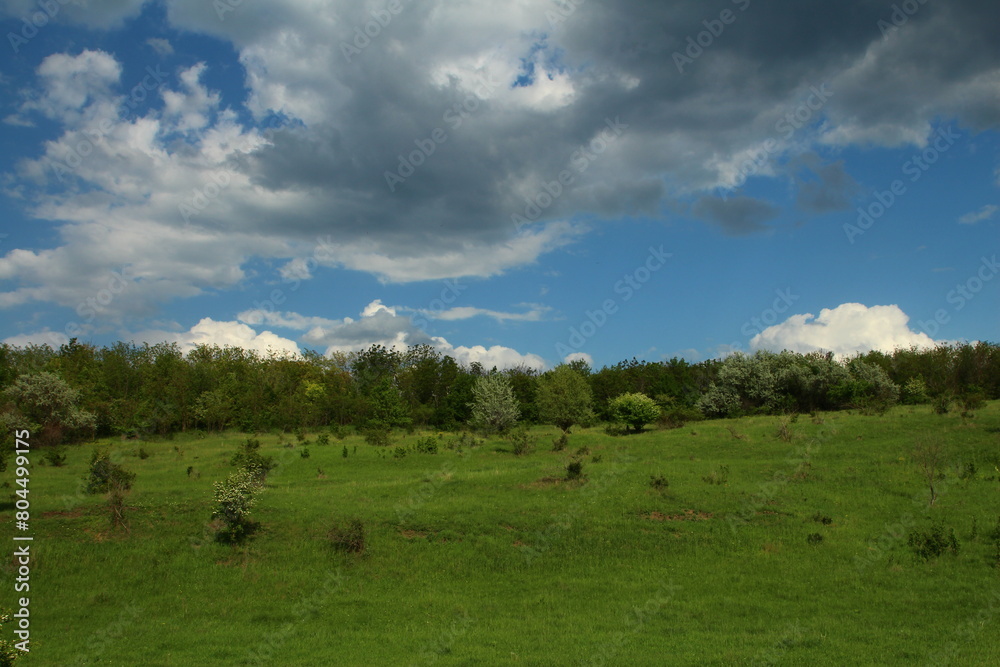 A grassy field with trees and blue sky A grassy field with trees and blue sky
