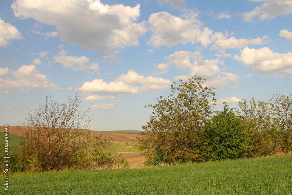 A grassy field with trees and blue sky A grassy field with trees and blue sky