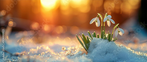 Spring snowdrops in the snow on a garden background. Greeting card snowdrops with sunny bokeh background. Snowdrop day.  Springtime banner with copy space. photo