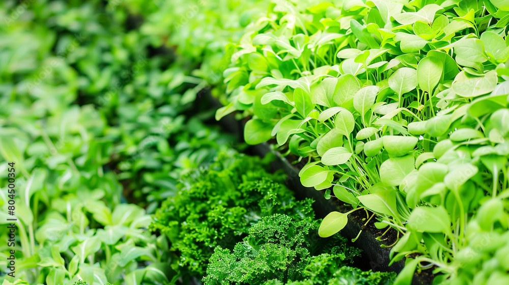 Vertical farm interior, close up, layers of leafy greens, optimized space and resource use Vertical farm interior, close up, layers of leafy greens, optimized space and resource use