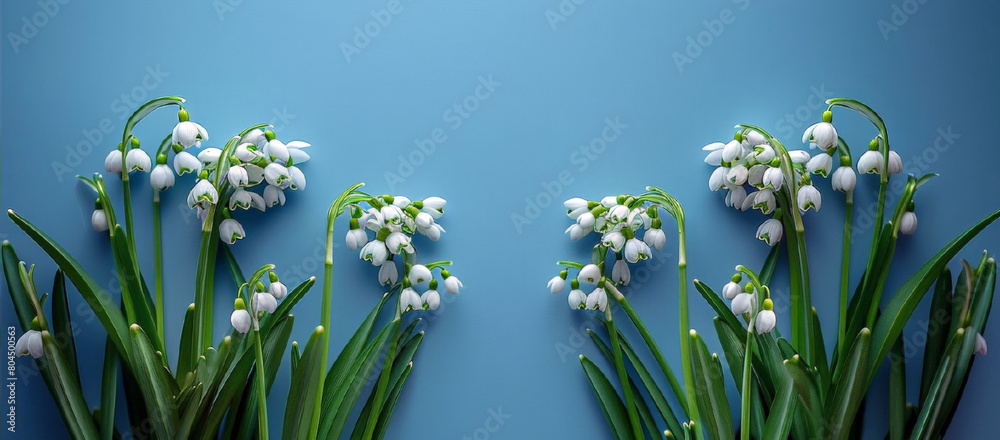 Frame white spring flowers on light blue background. Greeting card for woman or mothers day, Easter, wedding, Birthday. Snowdrop day. Botanical illustration template with space for text, close up. Frame white spring flowers on light blue background. Greeting card for woman or mothers day, Easter, wedding, Birthday. Snowdrop day. Botanical illustration template with space for text, close up.