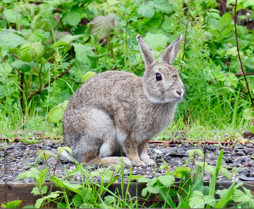 Fototapeta premium rabbit in the grass