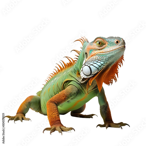 Image of an iguana on a transparent background