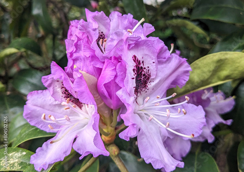 purple flowers in the garden (ID: 804502326)