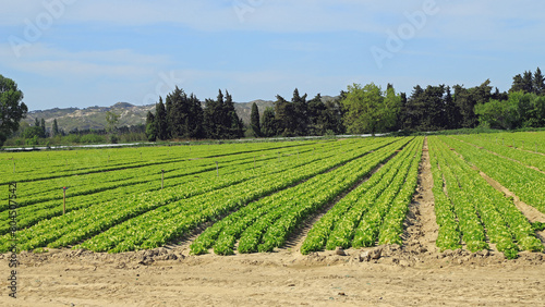 Culture de salades en plein champs.