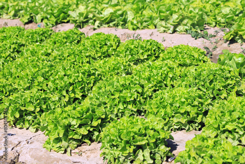 Culture de salades en plein champs.