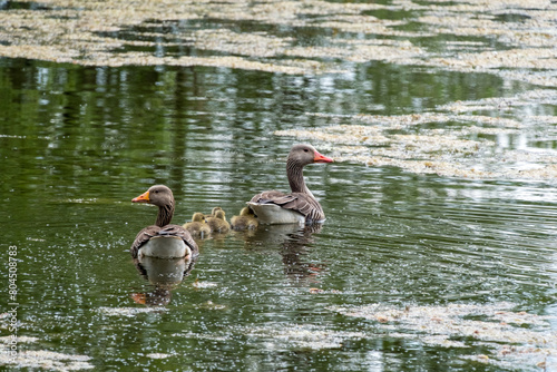 a family of geese swimming with their chicks on the pond