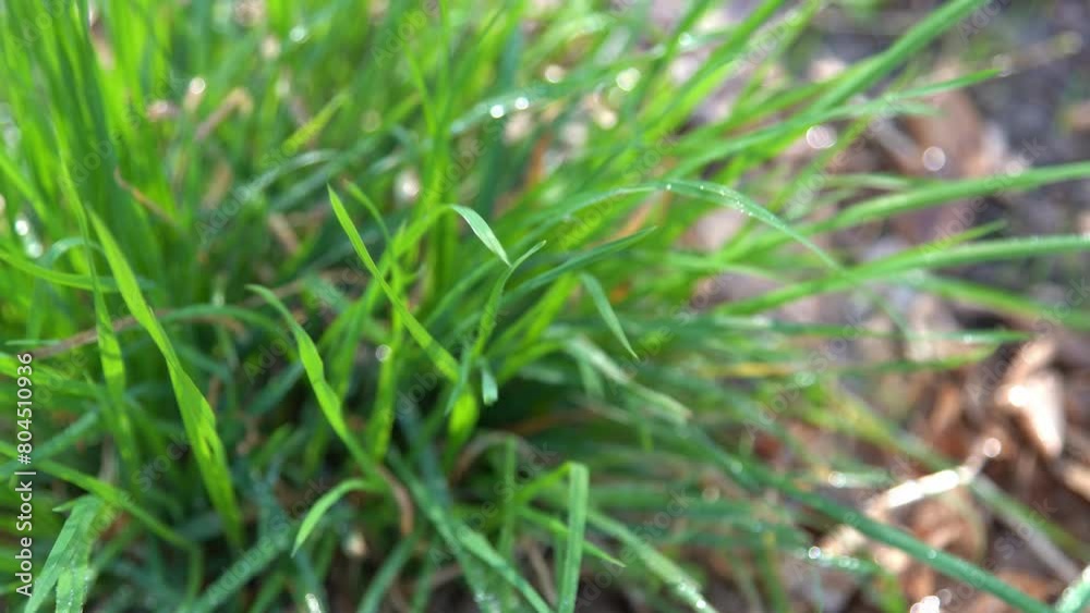 Dew on green grass. Fresh nature. Drops water Dew on green grass. Fresh nature. Drops water