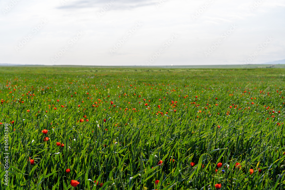 A field of grass with many red flowers. The field is very green and the flowers are scattered throughout the field