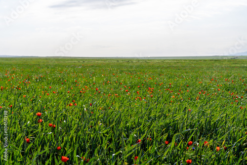 A field of grass with many red flowers. The field is very green and the flowers are scattered throughout the field