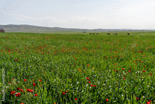 A field of red flowers with a few cows grazing in the background