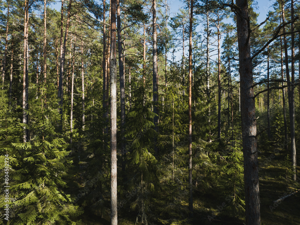 Obraz premium Forest landscape in Estonia. Quadcopter point of view. Pine forest in spring.