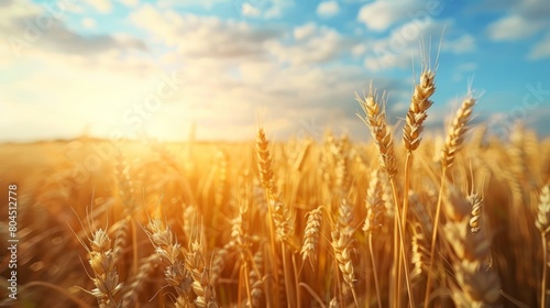 Golden wheat field under sunny sky  clouds parting to reveal the suns rays