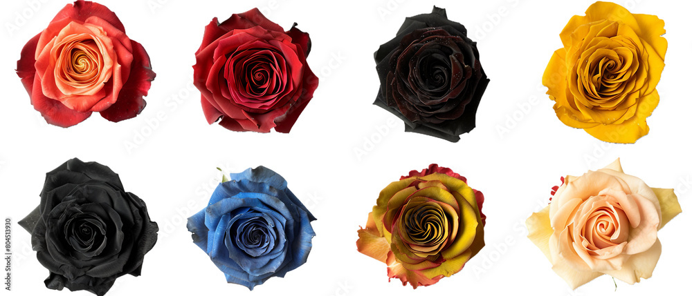 Set of roses PNG transparent background Set of roses PNG transparent background