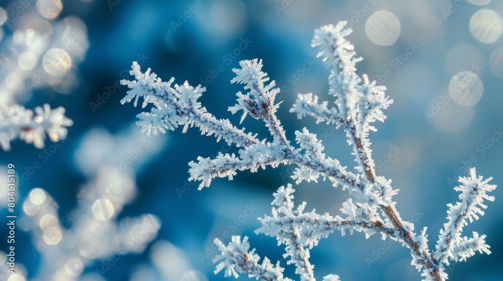   A tight shot of a snow-covered plant with blurred lights in the backdrop and a blue sky overhead
