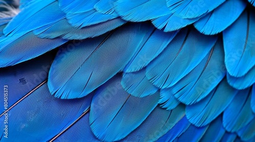   A tight shot of a blue bird's wingback feathers..Or:..Detailed view of a blue bird's wingback feathers